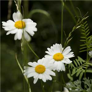 Download Blooming Daisies game