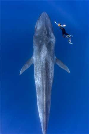 Download Blue Whale game