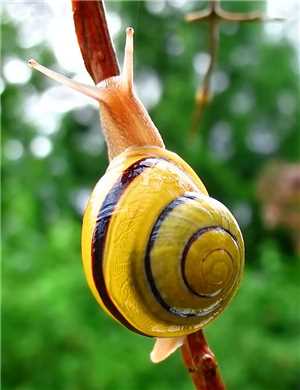 Download SNAILS game