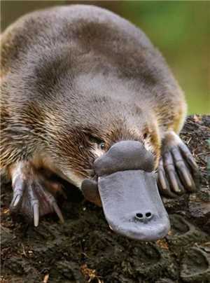Download Platypus English Fixed game