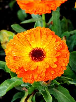 Download CALENDULA game