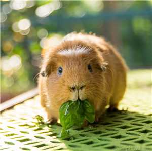 Download Guinea-Pig game