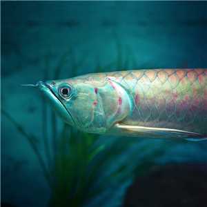 Download Aqua Fish game