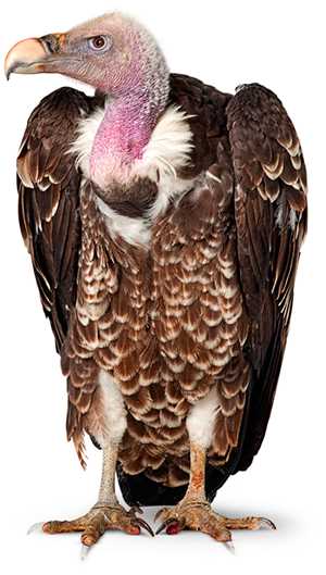 Download Vulture game