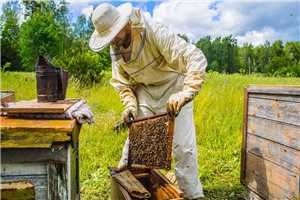 Download Beekeeper game
