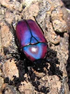 Download Life Beetle game