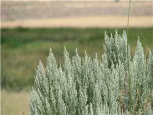 Download Sagebrush game